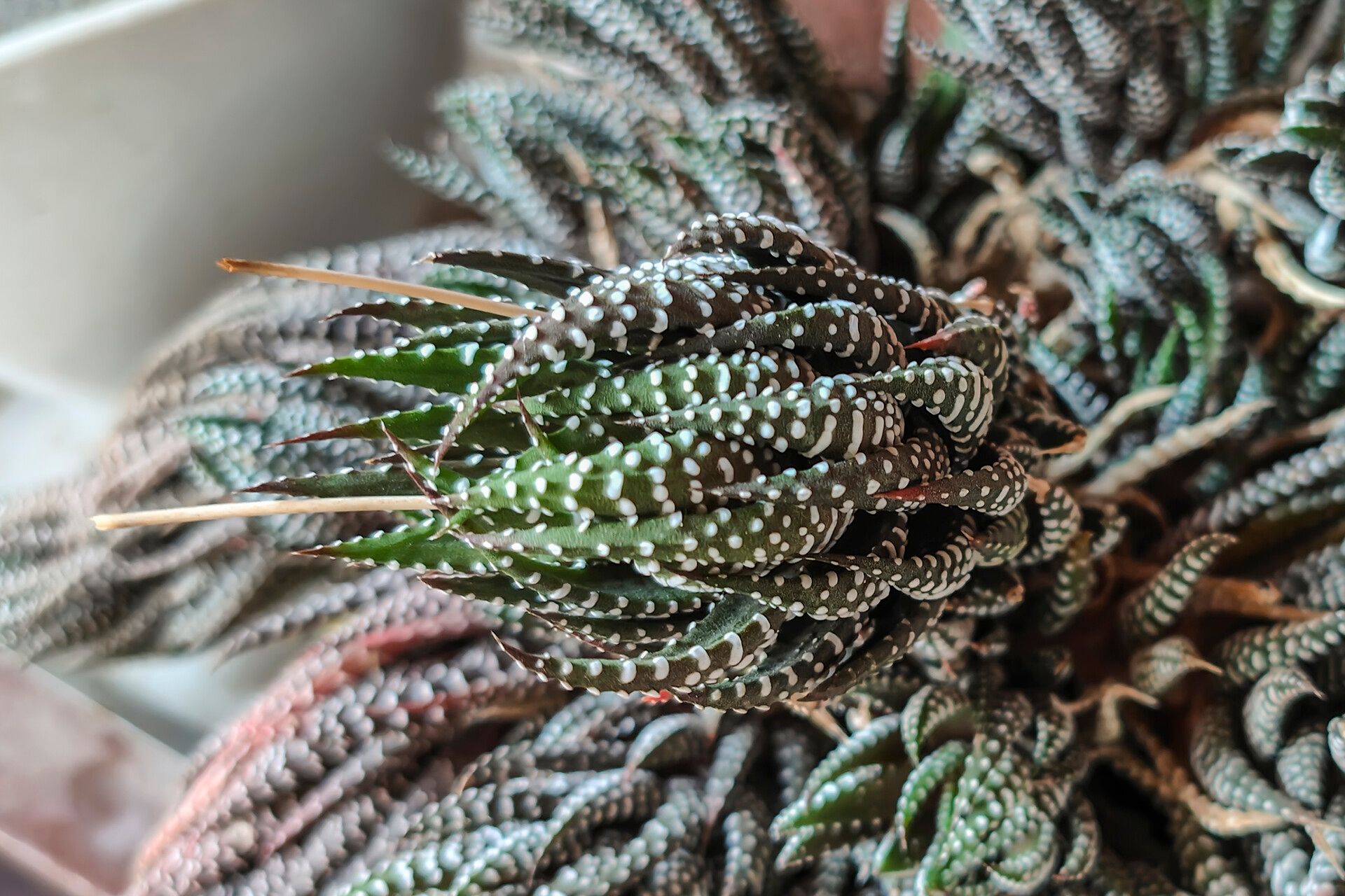 Haworthiopsis reinwardtii — search result for 'Haworthiopsis'