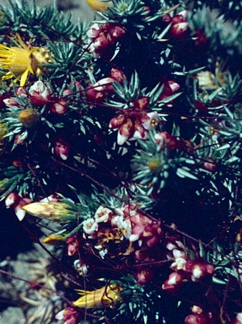 Cuscuta purpurata — houseplant care guide