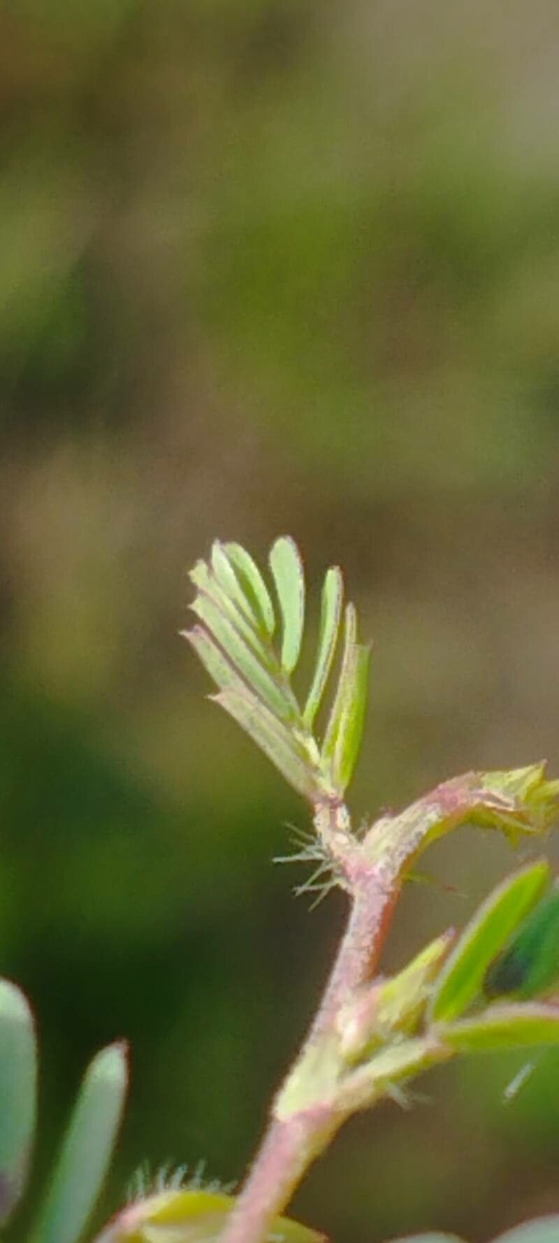 Chamaecrista serpens — houseplant care guide