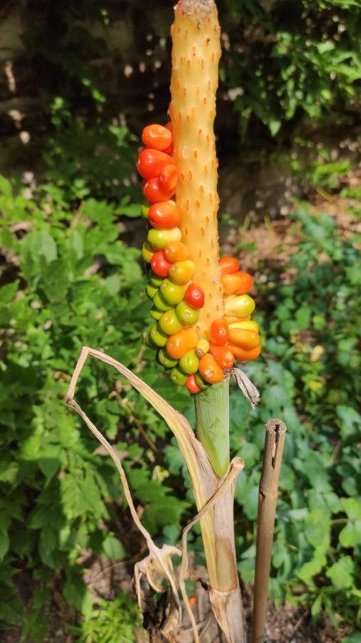 Dracunculus vulgaris fruit