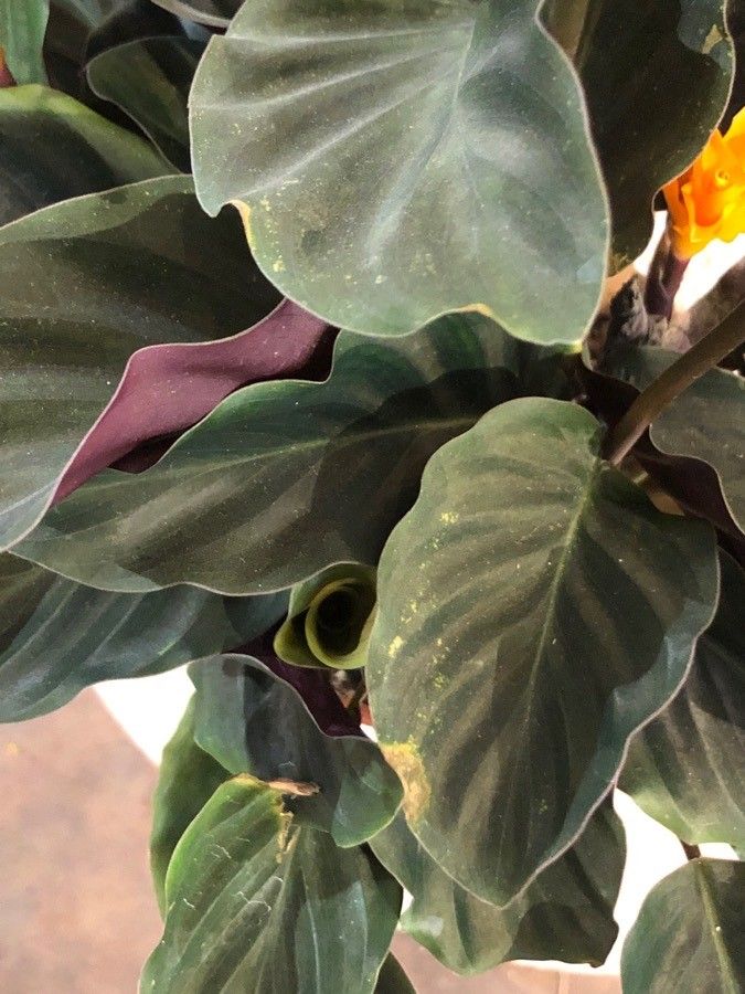 Calathea crocata — search result for 'Calathea'