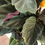 Calathea crocata