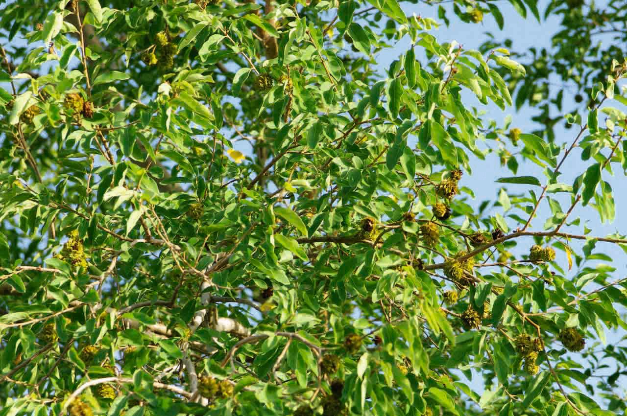 Anogeissus leiocarpa — search result for 'Central Africa to Southeast Asia'