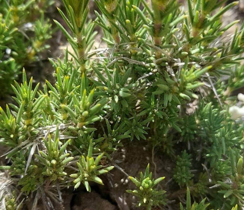 Junellia erinacea — houseplant care guide