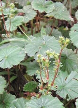Alchemilla flabellata — search result for 'Ukraine'