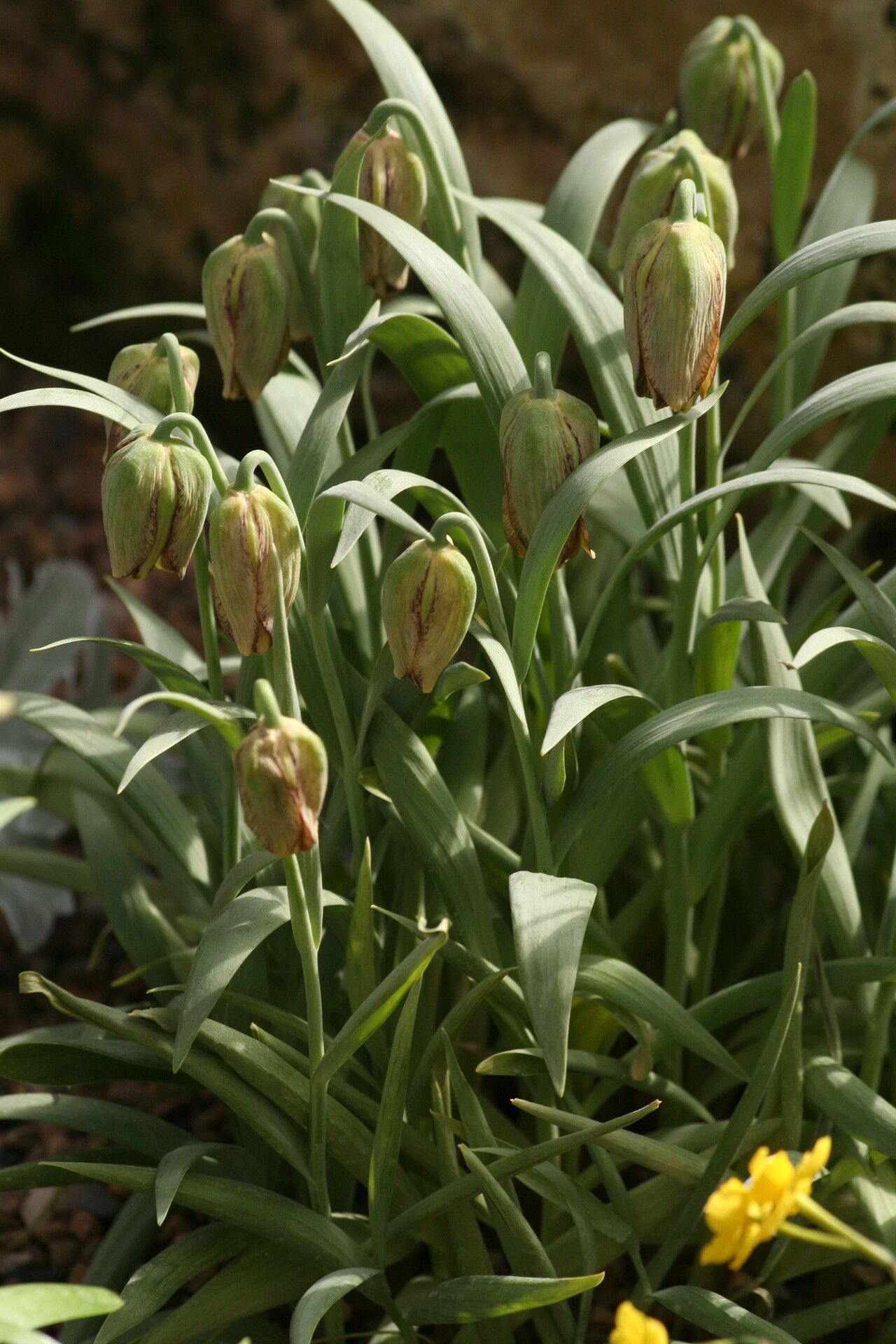 Fritillaria hermonis flower