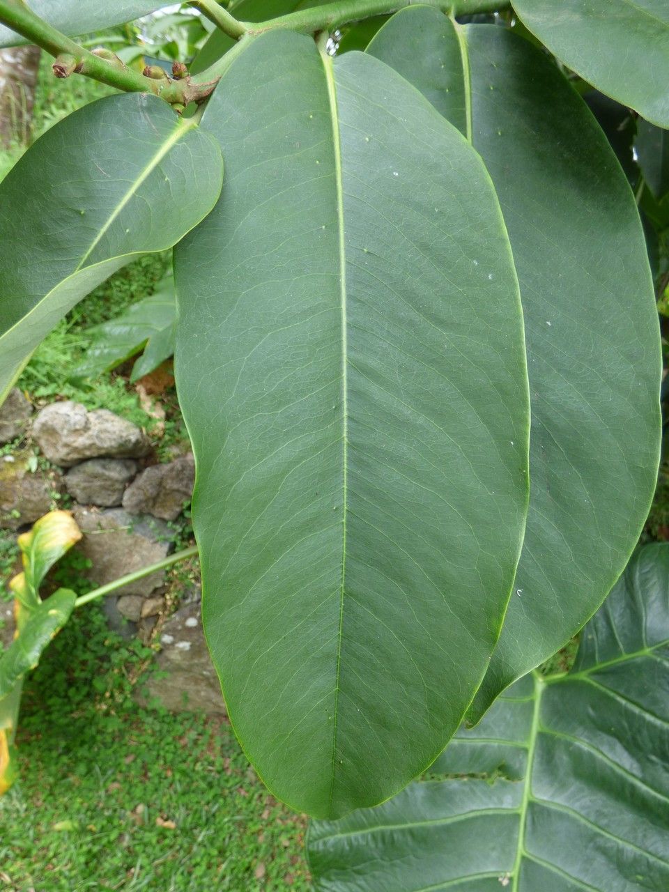 Diospyros blancoi — search result for 'Ebenaceae'