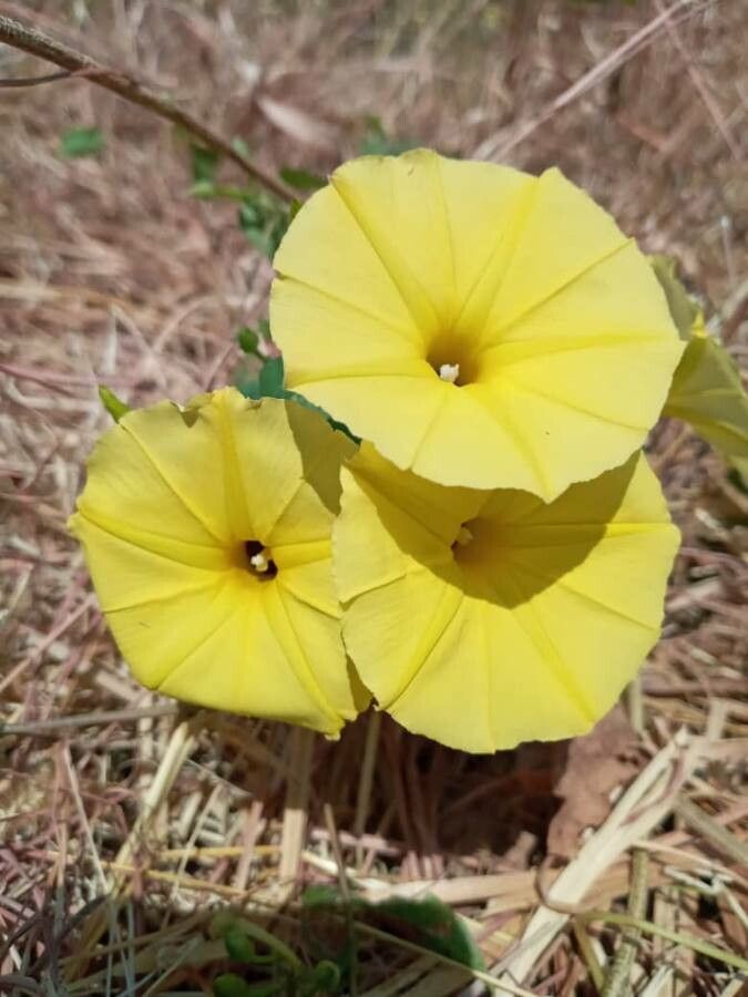 Ipomoea ochracea flower