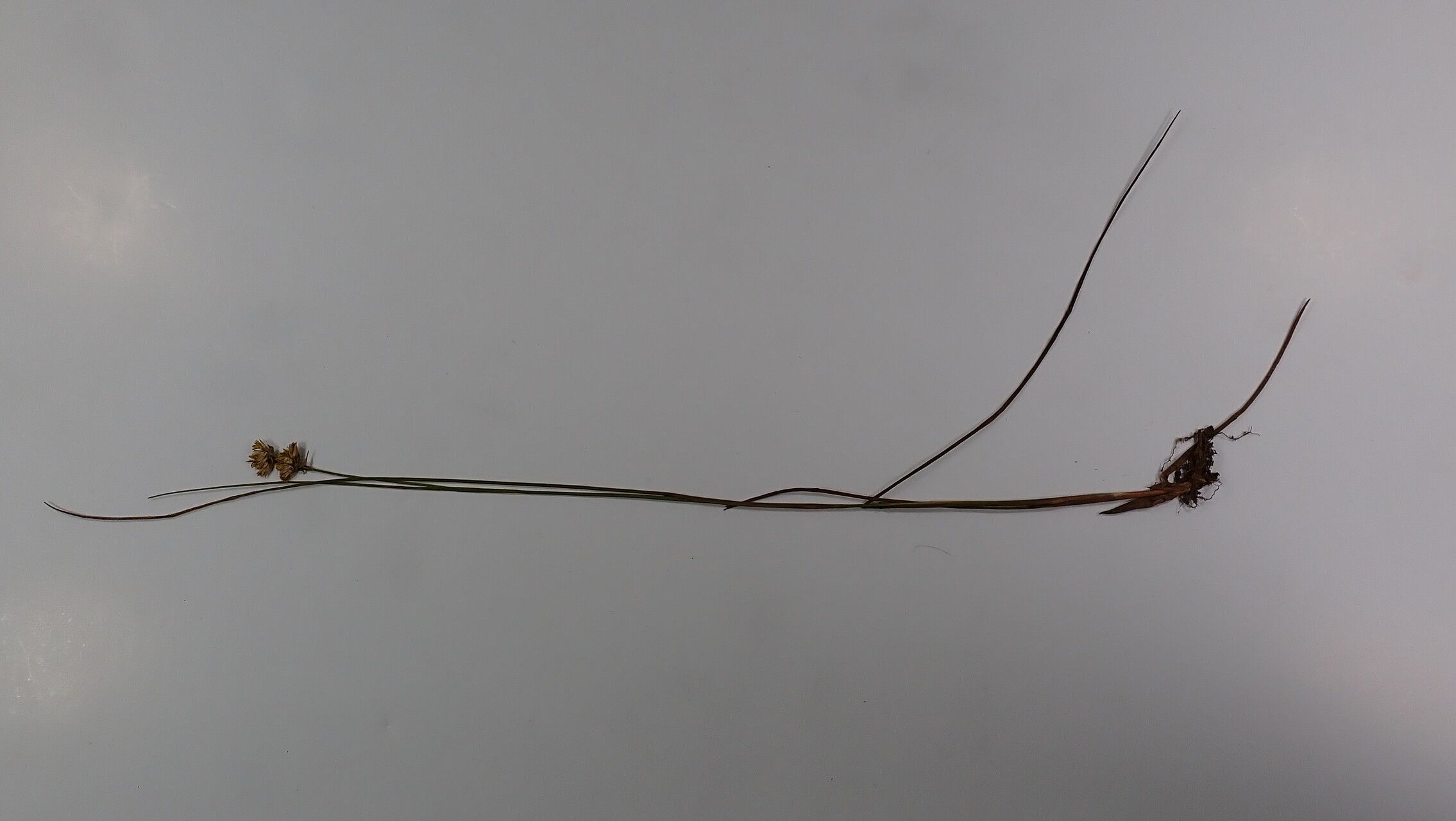 Juncus grisebachii — houseplant care guide