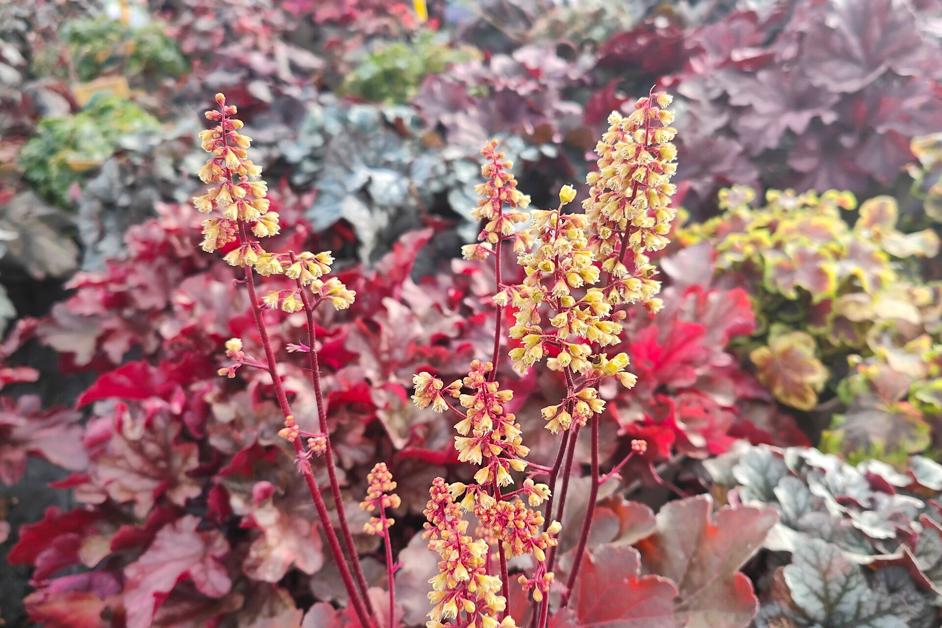 Heuchera longiflora habit