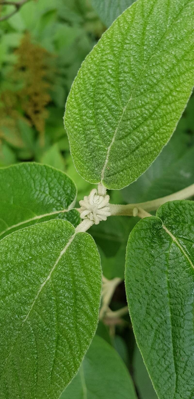 Viburnum × rhytidophylloides other