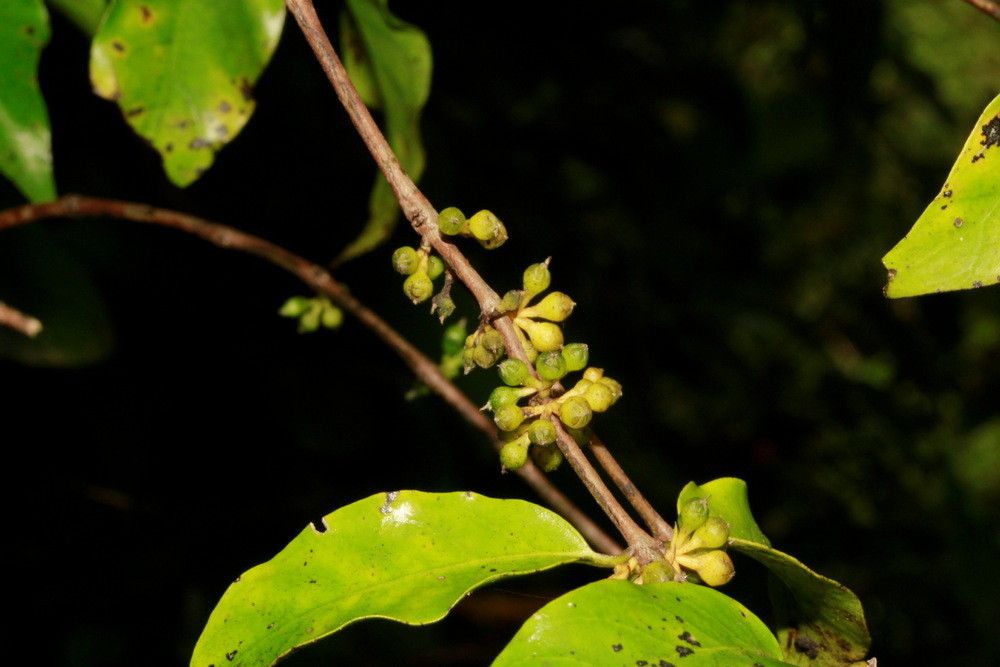 Geniostoma erythrospermum habit