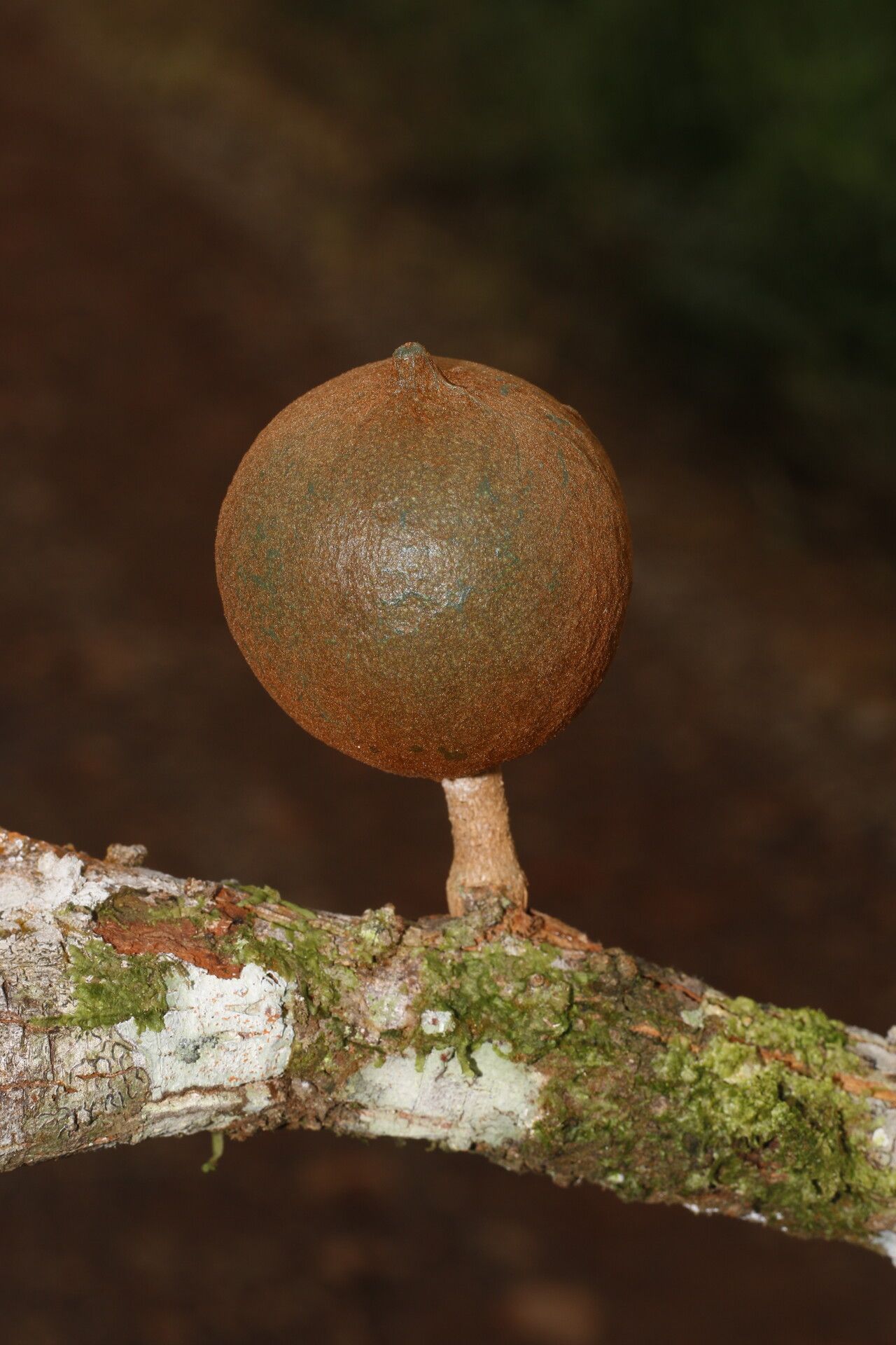 Chrysophyllum colombianum fruit