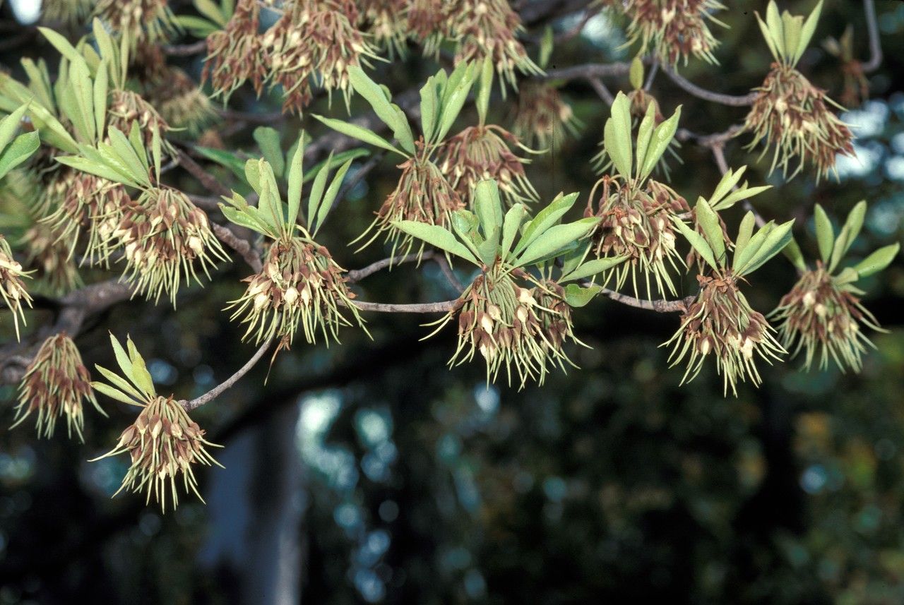 Madhuca cuneata fruit