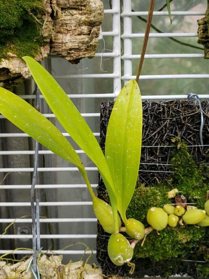 Bulbophyllum cuspidipetalum — search result for 'Bulbophyllum'