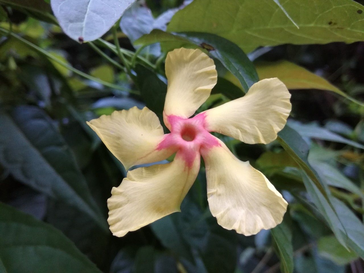 Mandevilla subsagittata — houseplant care guide