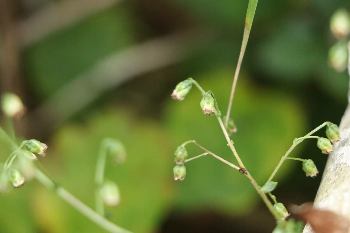 Carpesium rosulatum — houseplant care guide