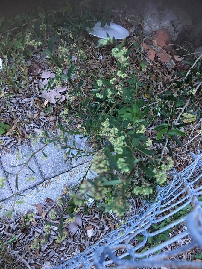 Spermacoce prostrata flower