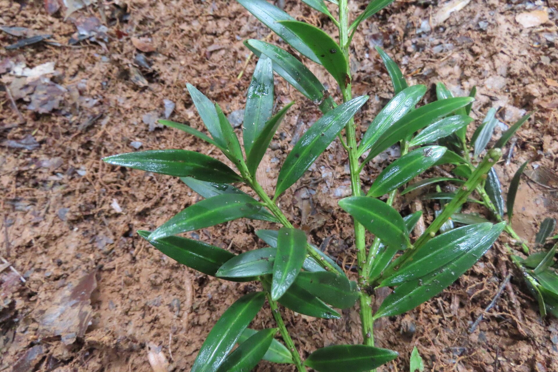 Podocarpus guatemalensis — search result for 'Podocarpus'