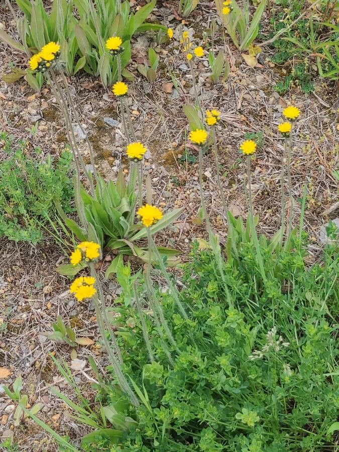 Krigia dandelion flower