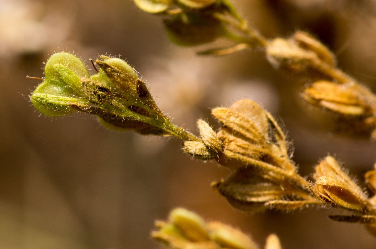 Veronica dillenii fruit