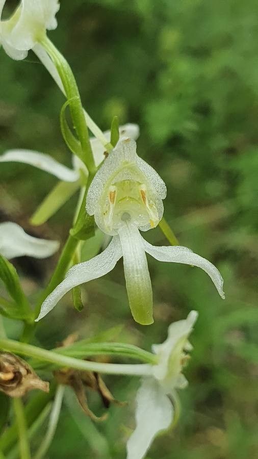 Platanthera bifolia flower