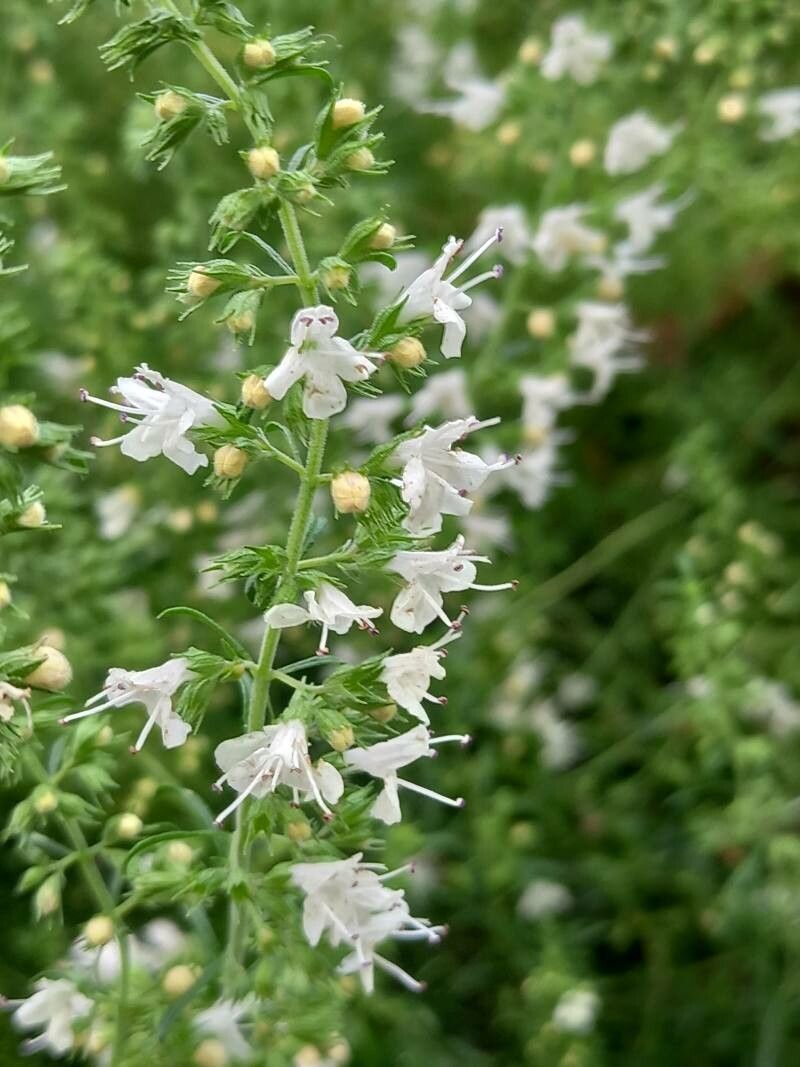 Satureja spicigera flower
