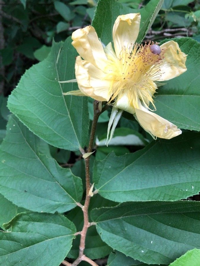 Luehea candida — related species from the same genus