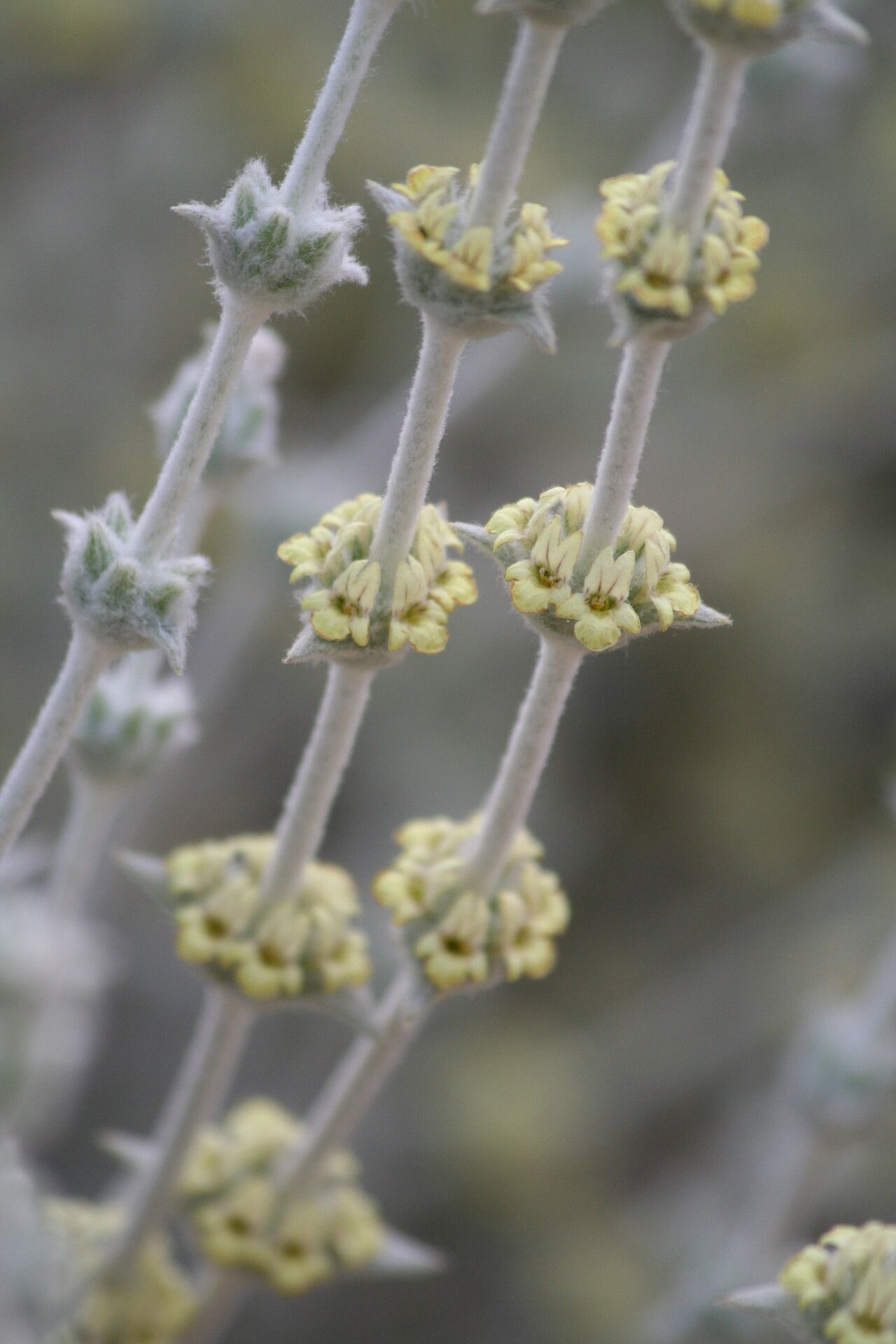 Sideritis trojana — search result for 'Sideritis'