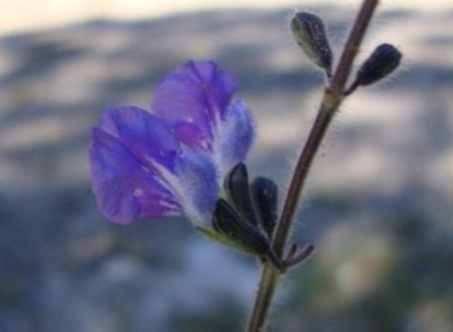 Salvia aequidistans — houseplant care guide