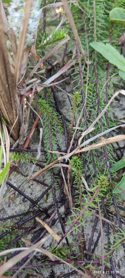 Polygala cyparissias habit