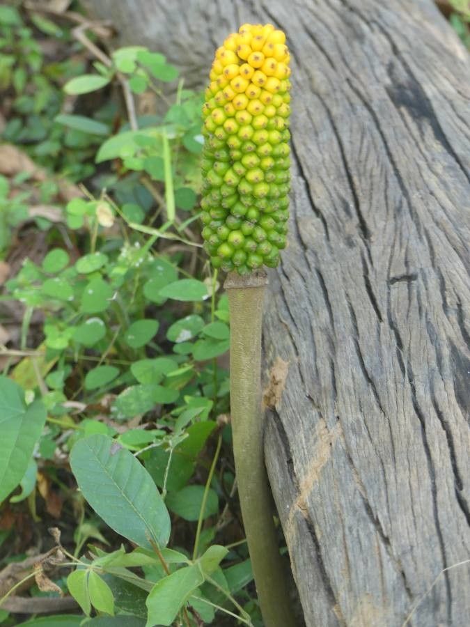 Amorphophallus sylvaticus fruit
