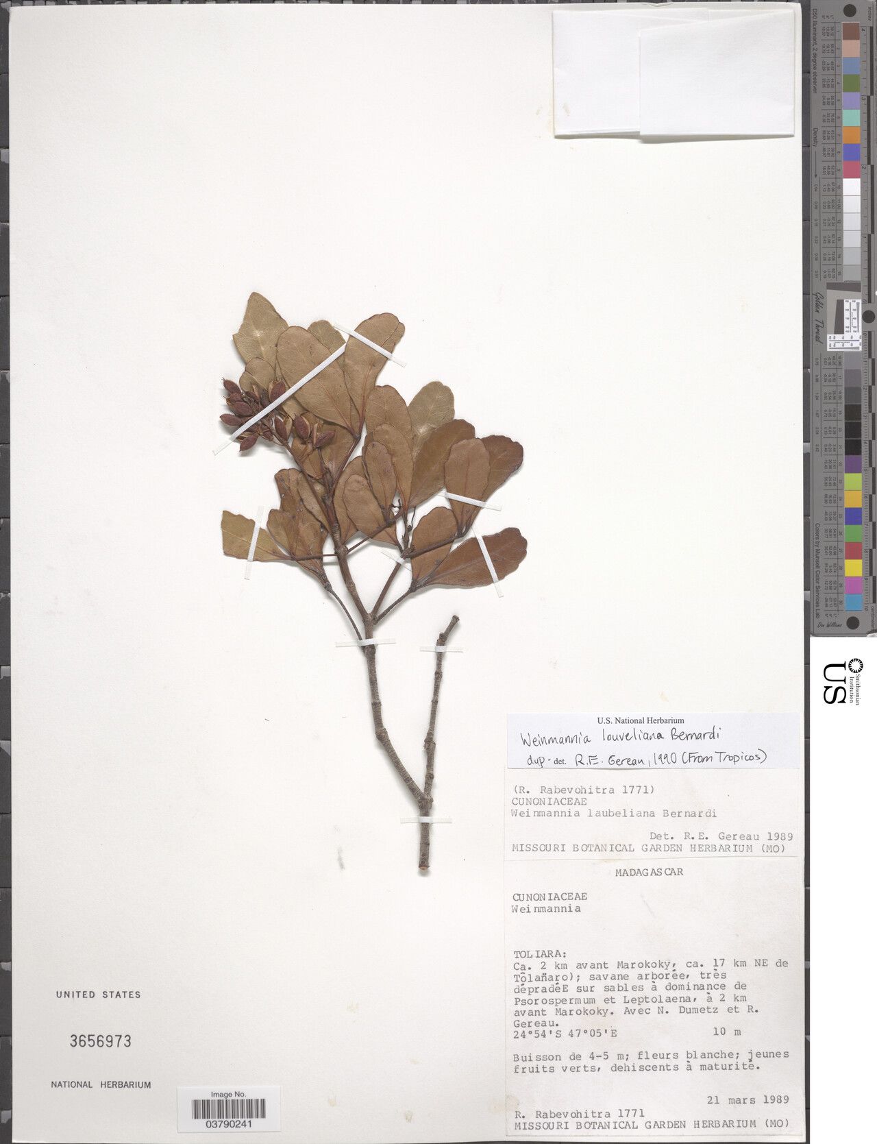 Pterophylla louveliana — houseplant care guide