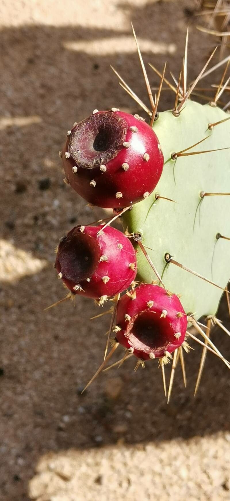 Opuntia schumannii fruit