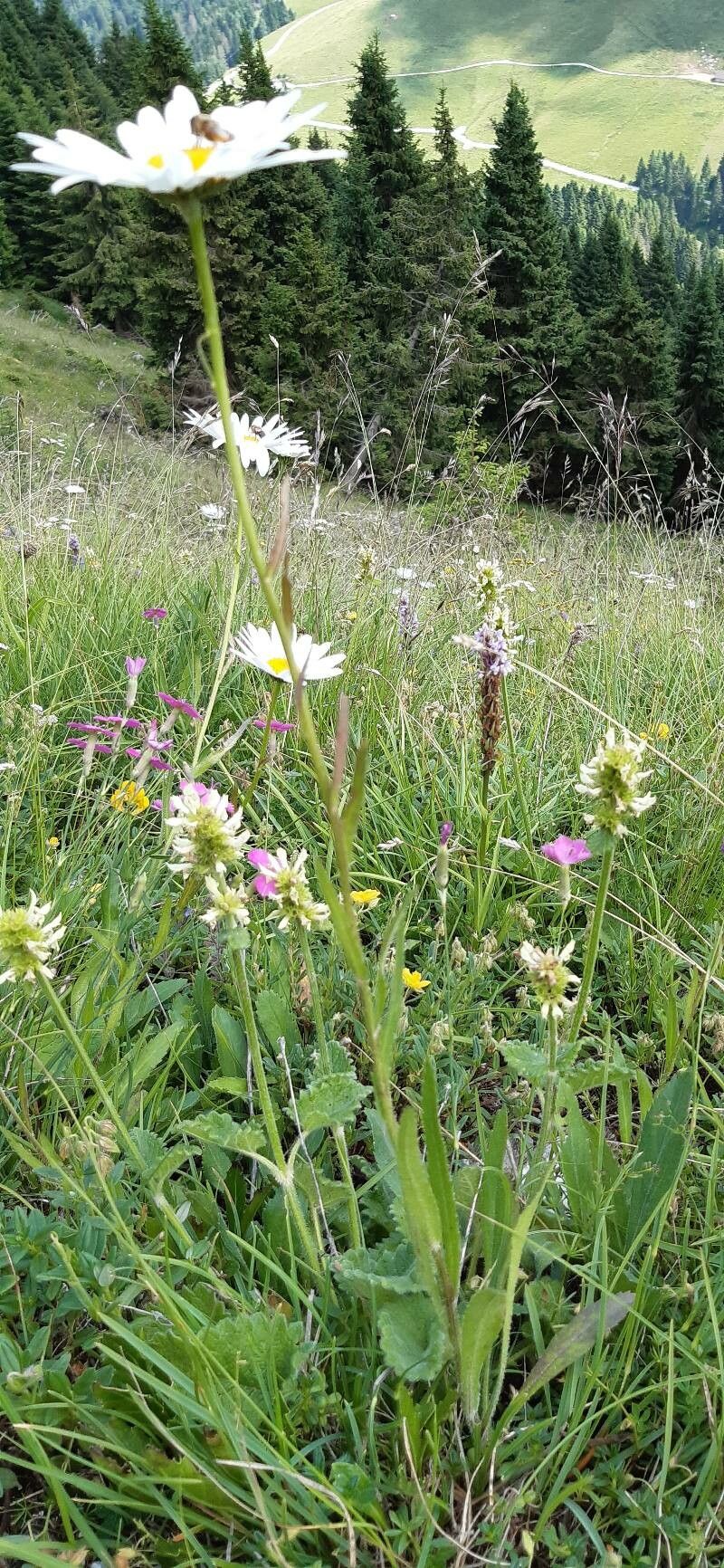 Leucanthemum heterophyllum habit