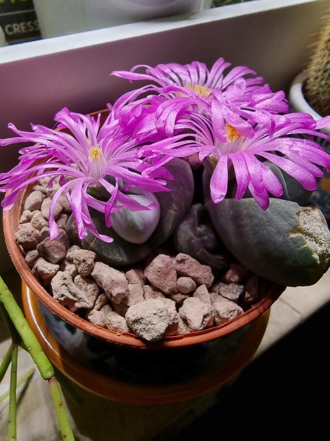Gibbaeum dispar flower