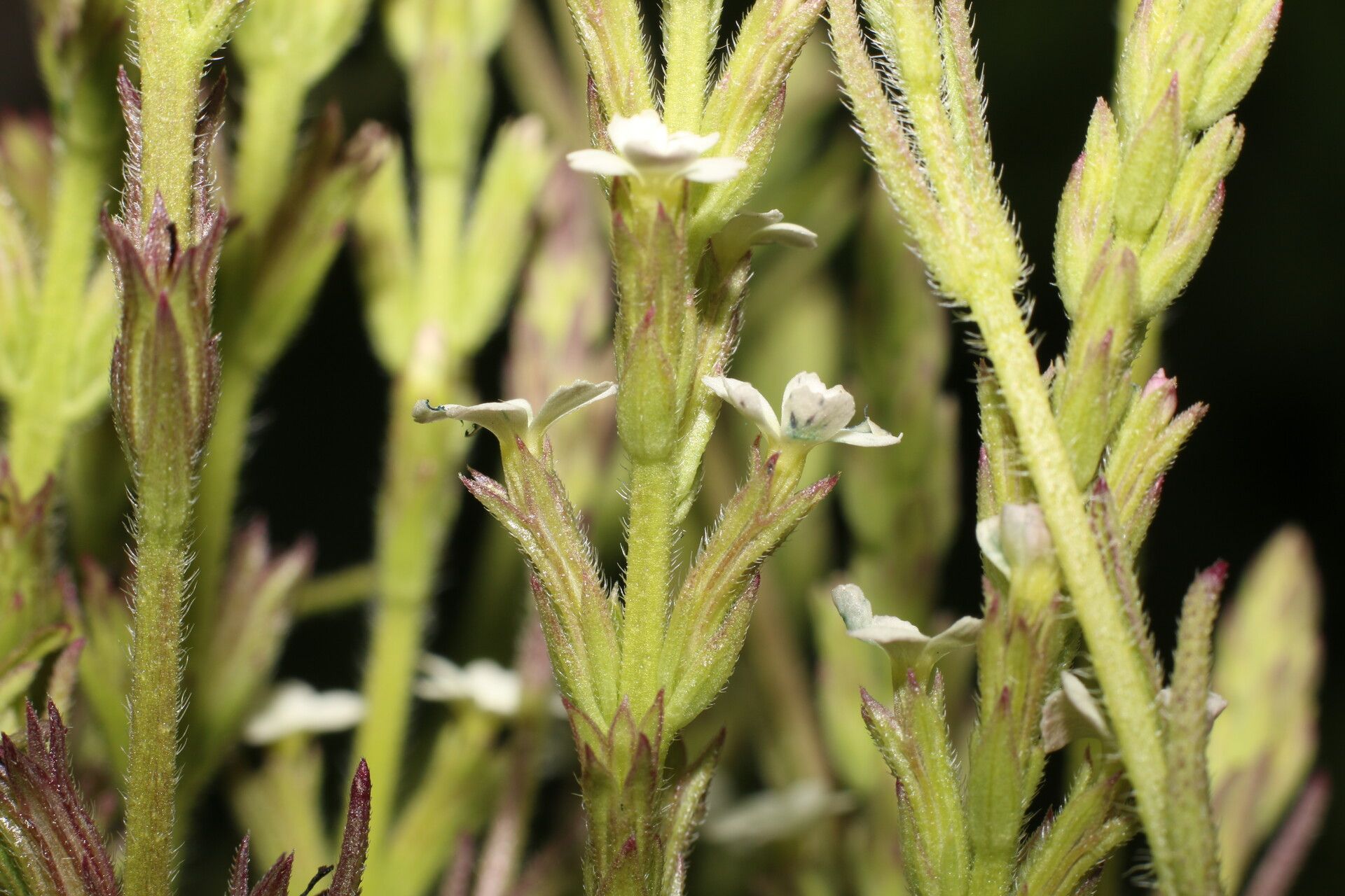 Buchnera pusilla flower
