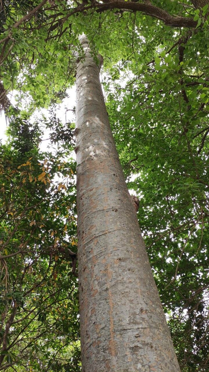 Agathis robusta habit