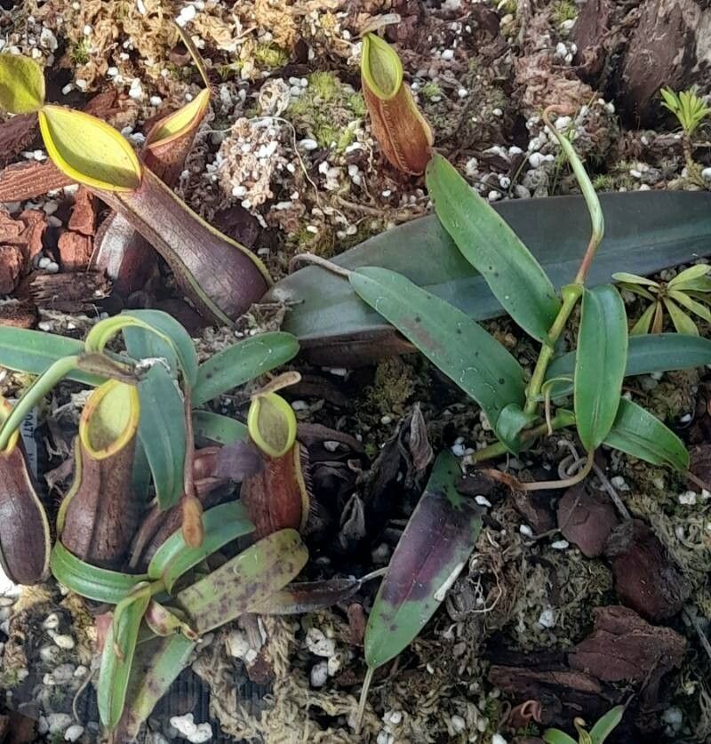 Nepenthes tentaculata — search result for 'Nepenthes'