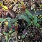 Nepenthes tentaculata