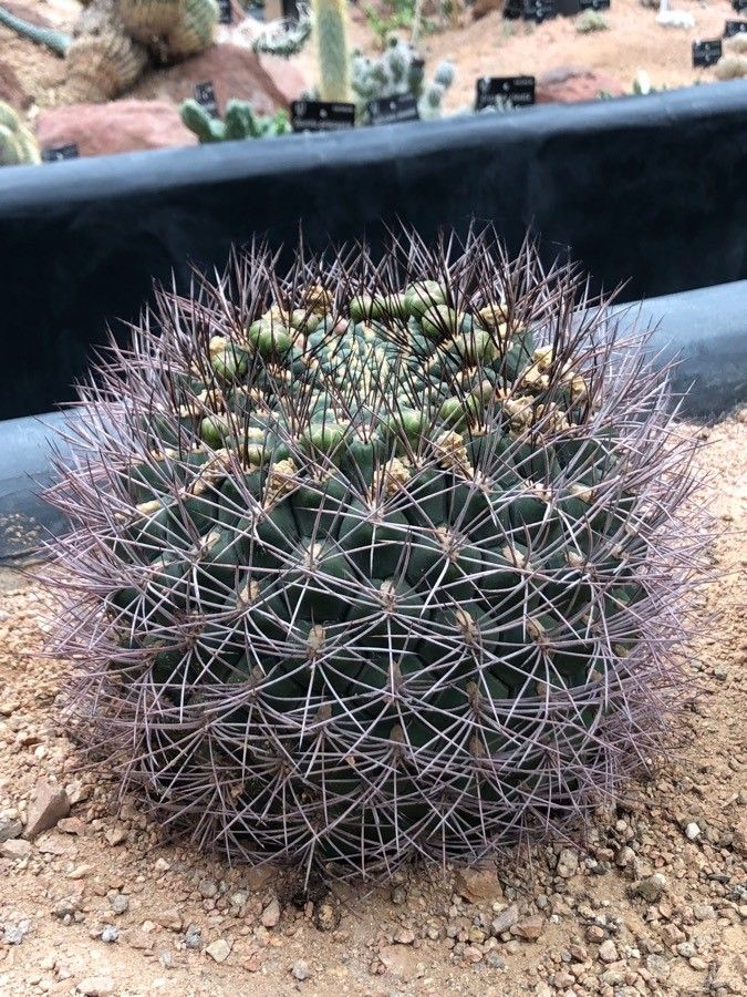 Gymnocalycium saglionis leaf
