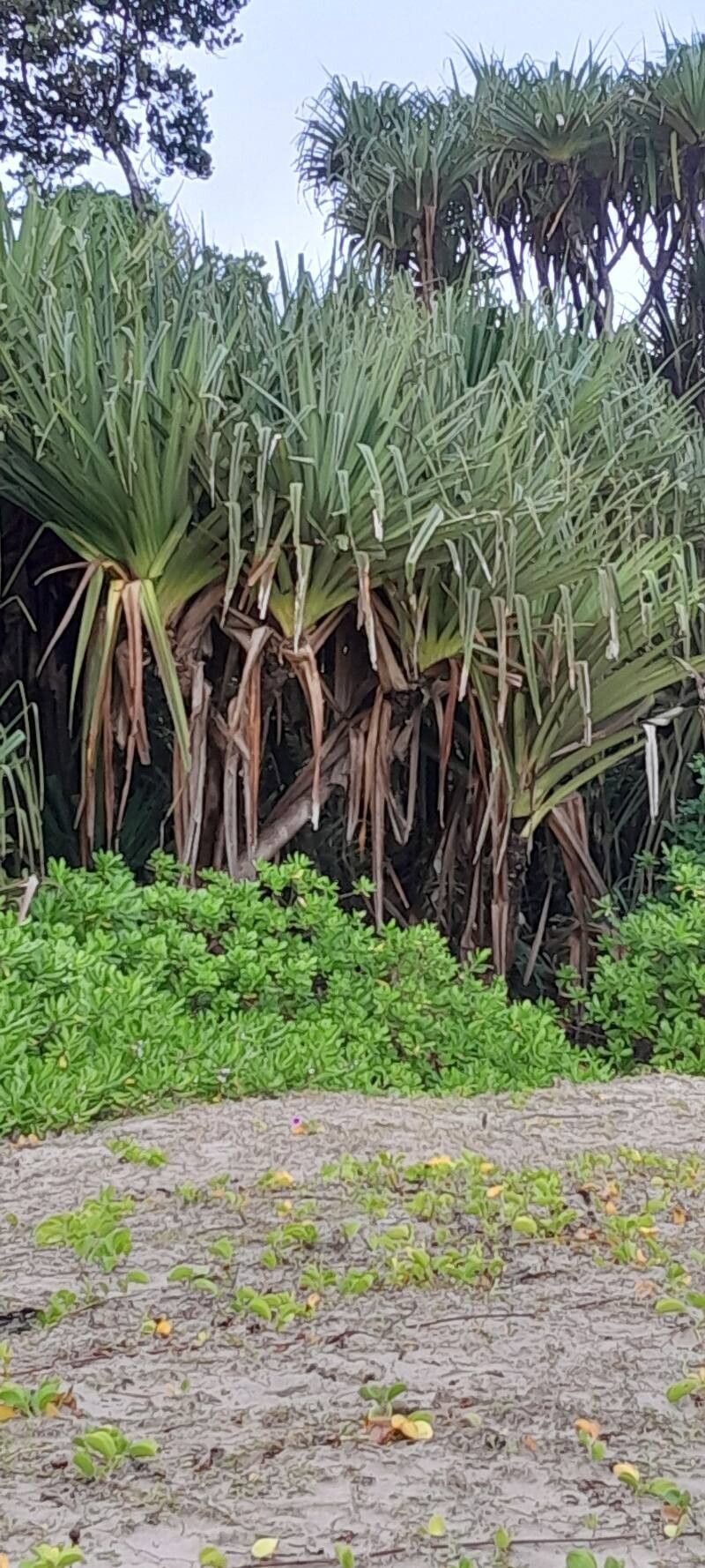 Pandanus concretus leaf