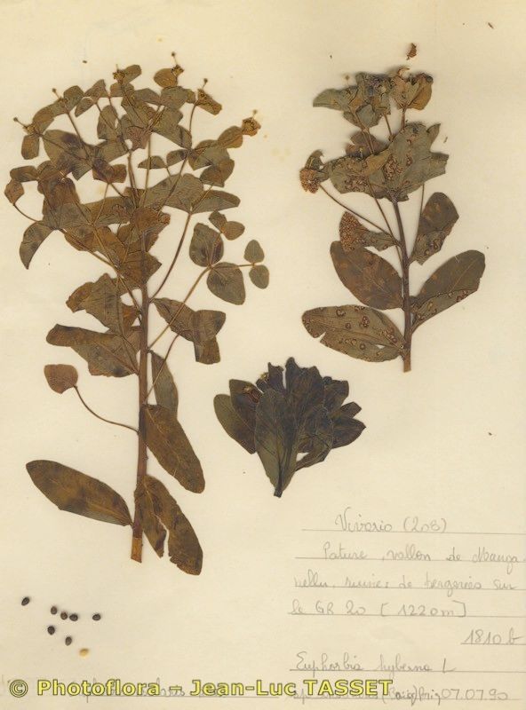 Euphorbia insularis — houseplant care guide