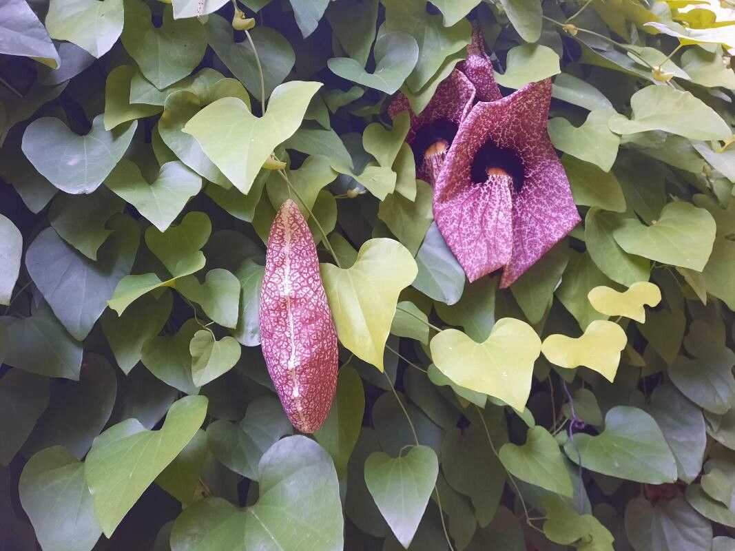Aristolochia gigantea flower