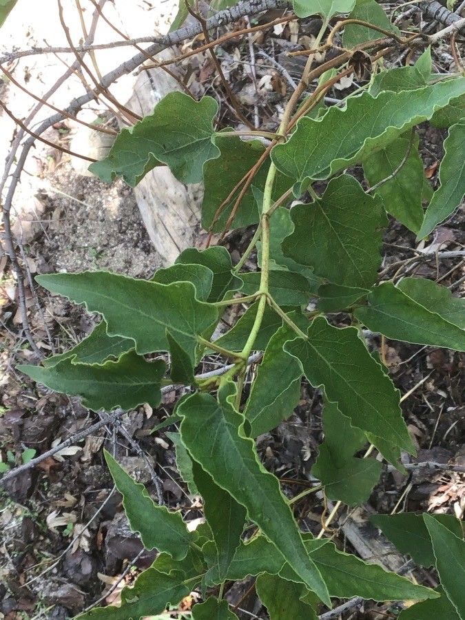 Cistus × skanbergii — search result for 'Cistus'