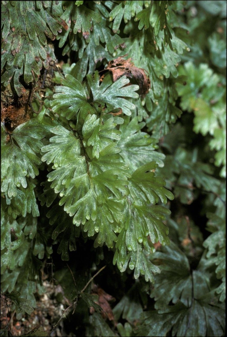 Hymenophyllum flabellatum leaf