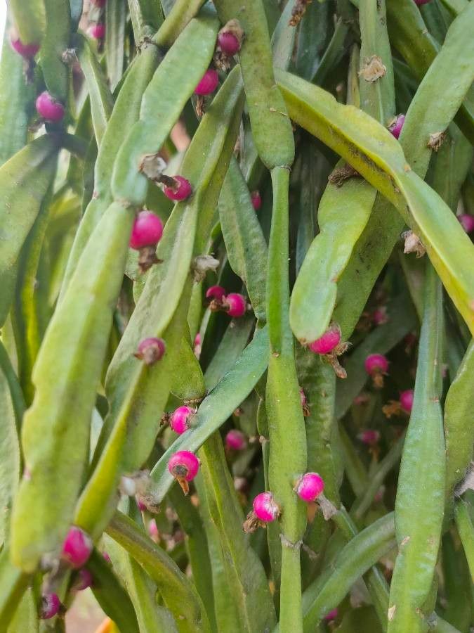 Rhipsalis micrantha fruit