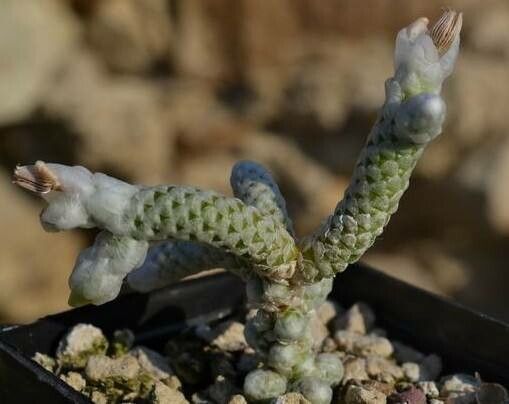 Anacampseros ustulata — search result for 'Anacampseros'