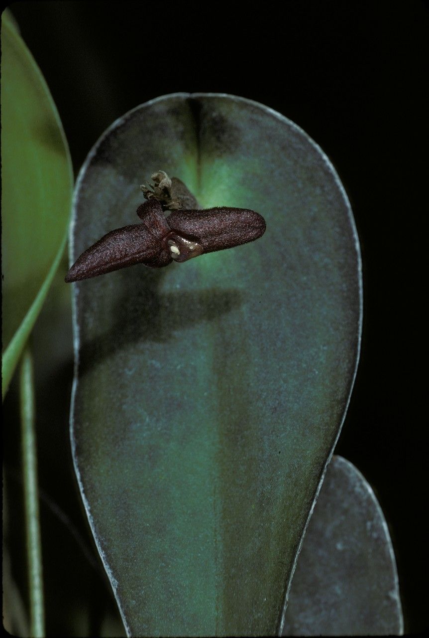 Pleurothallis cardiostola — related species from the same genus