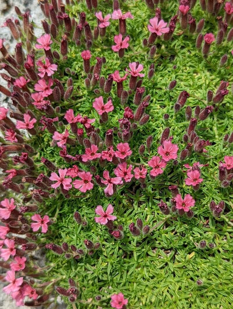 Saponaria pumilio flower
